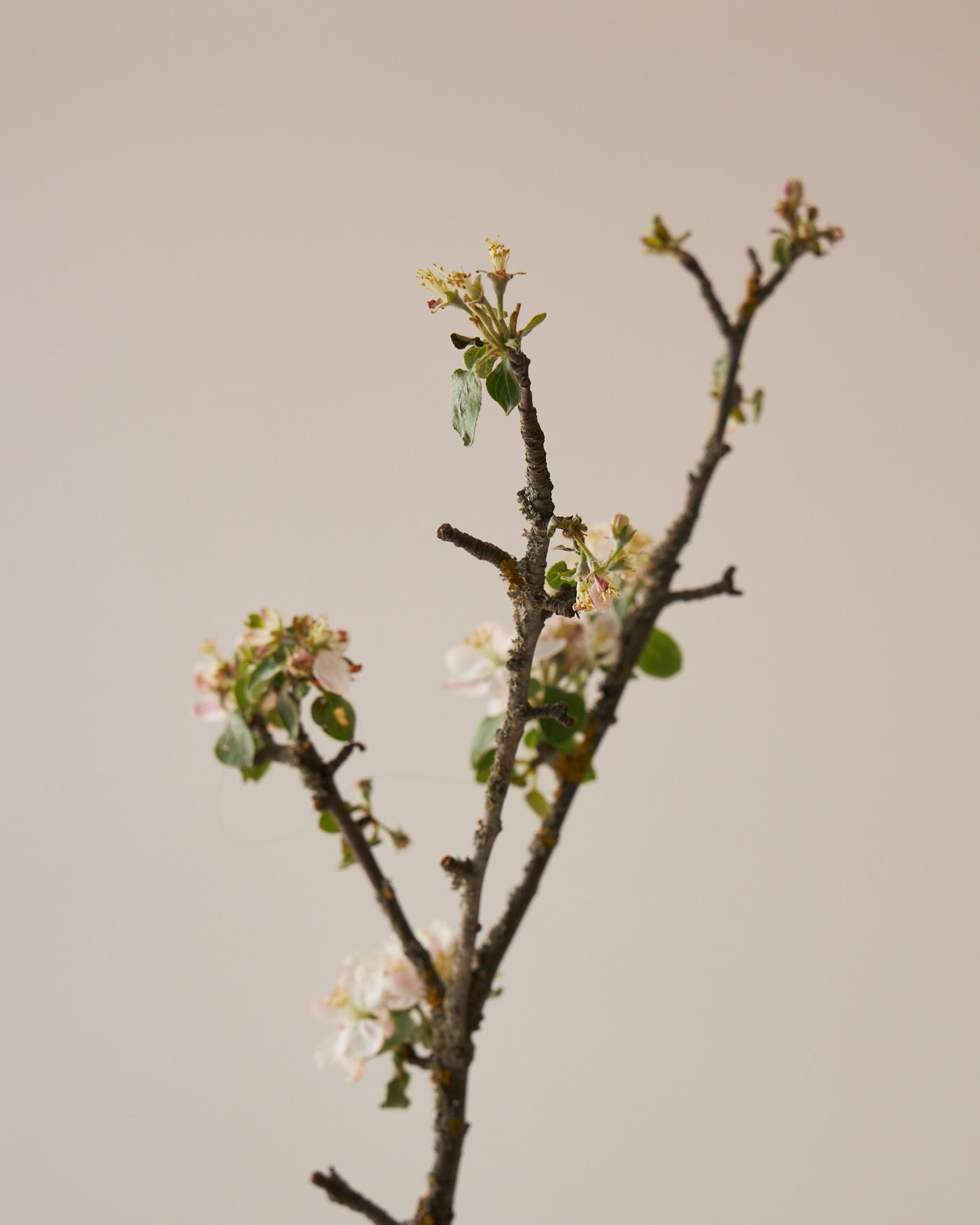 Капсульная коллекция «Цветы» сезона весна'23